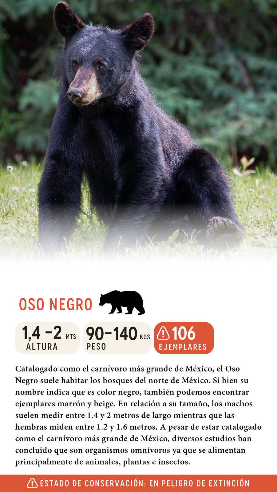 Gorra Oso Negro Algodón Orgánico Negro