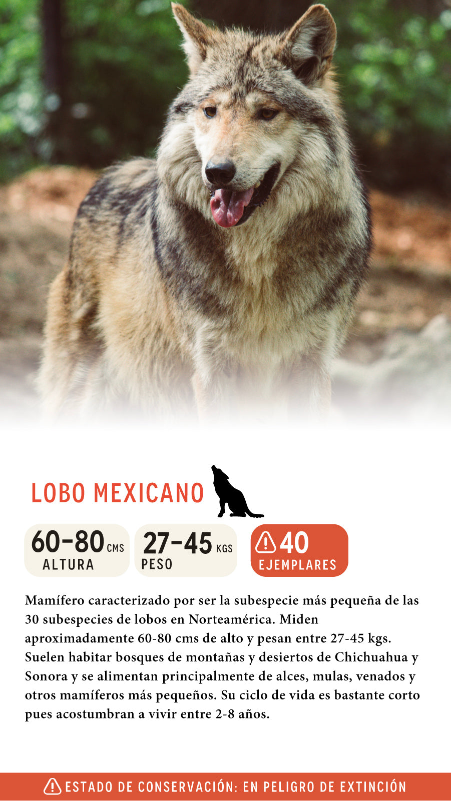 Gorra Lobo Mexicano Algodón Orgánico Negro